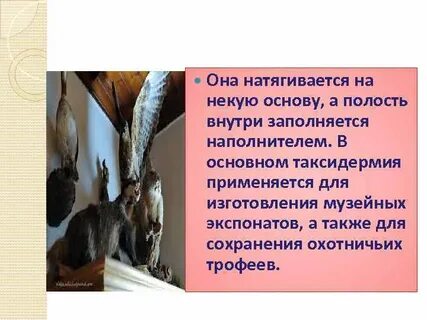 Животная основа