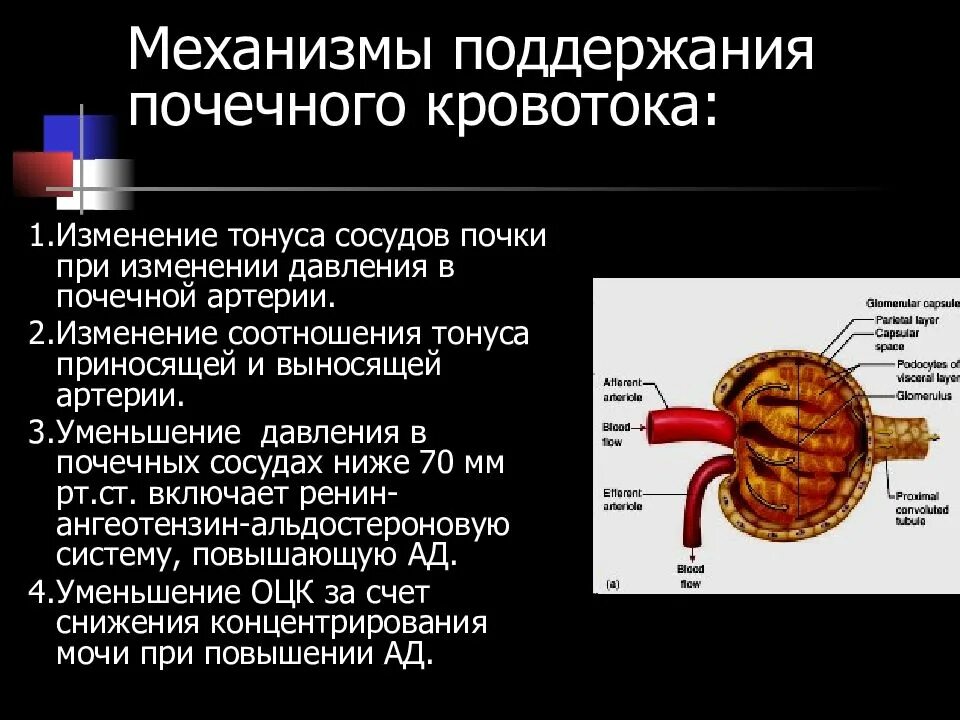 При сужении сосудов давление. Механизмы поддержания почечного кровотока. Сегментарные почечные артерии. Кровоснабжение почки.