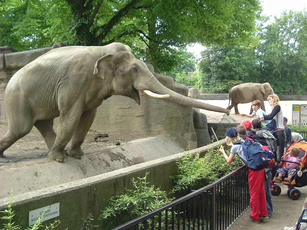 Zoo animals park. Московский государственный Зоологический парк. Зоопарк в Каунасе. Гамбург зоопарк. Зоопарем.