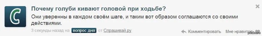 Секунду назад. Почему голуби кивают головой. Почему голуби кивают головой когда ходят. Голуби кивают при ходьбе. Почему голуби кивают головой при ходьбе смешной.