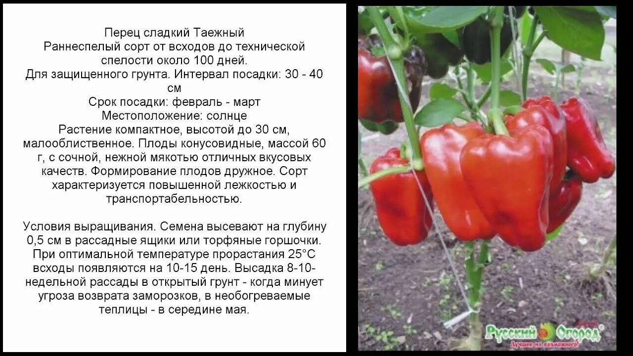 Перец сладкий скороспелый. Перец сладкий Таежный. Перец сладкий Бычье сердце. Перец сладкий f1 Бон аппетит. Семена перца для открытого грунта.