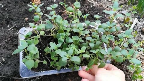 Рассада львиного зева вытянулась