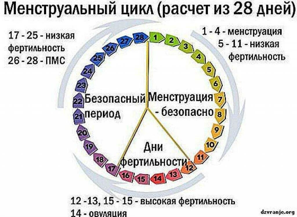 По месяцам рассчитать месячные. Цикл менструационного цикла. Как считается цикл месячных. Месячные цикл. Дни овуляции.