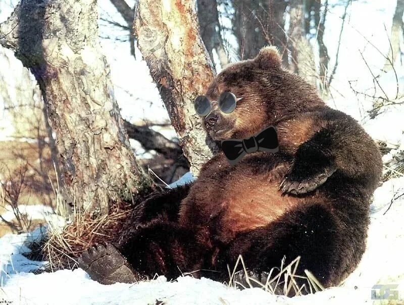 Медведь в спячке смешной. Медведь зимой и летом. Зимняя спячка медведя. Медведь летом.