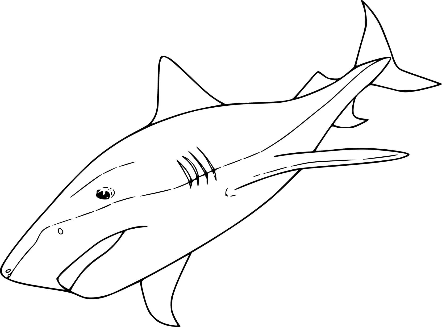 Раскраски акула. Акула раскраска. Акула раскраска для малышей. Акула рисунок. Акула детская раскраска.