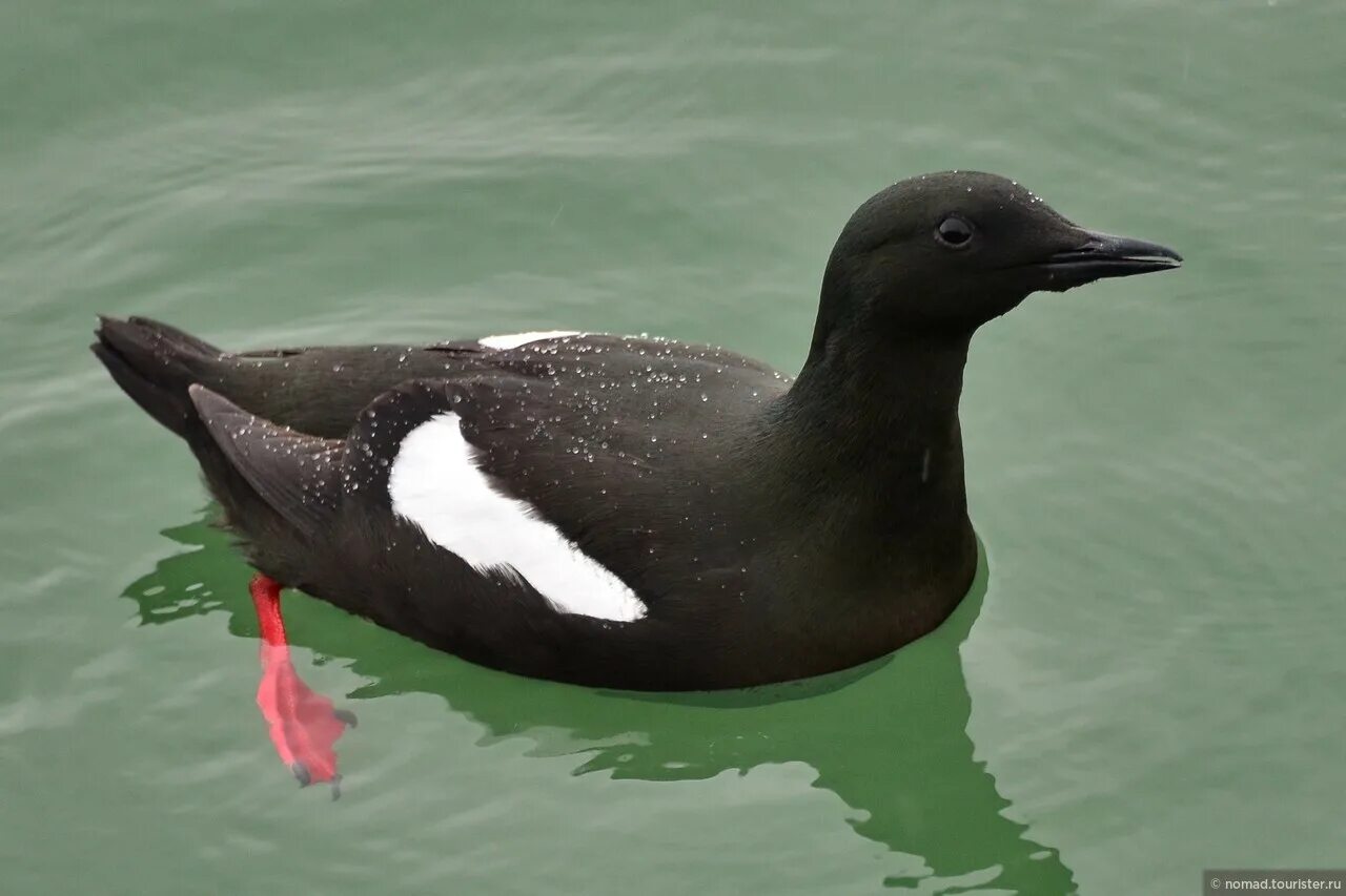 Чистик птица. Чистик обыкновенный птица. Атлантический чистик. Чистик птица. Чистик обыкновенный птица.