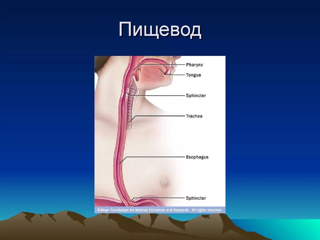 Пищевод какая она