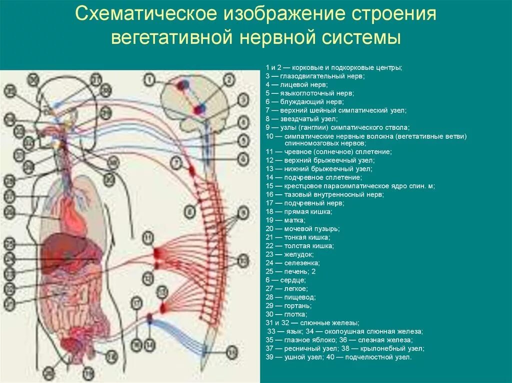 Укажите симпатические нервы. Корковые центры вегетативной нервной системы. Вегетативная НС анатомия. Центры вегетативной нервной системы анатомия. Центры вегетативной нервной системы схема.