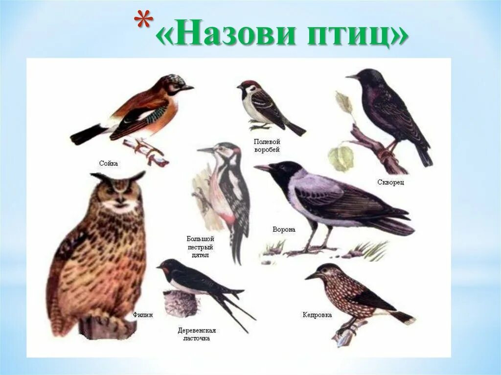 Древнерусские названия птиц. Назови птиц. Как зовут птиц. Птицы перечисленные. Как называется птица.