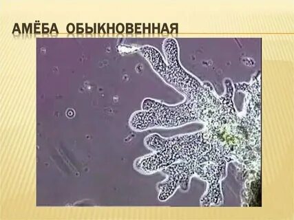 Раздражимость амебы