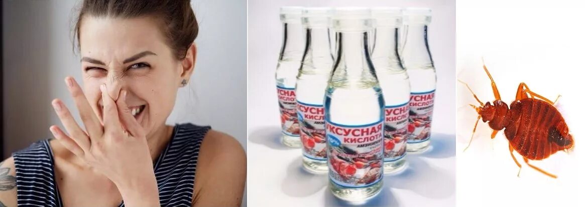 Уксус от клопов. Постельный клоп уксуса. Укус от клопов в квартире. Постельный клоп уксуса. Постельный клоп уксуса.