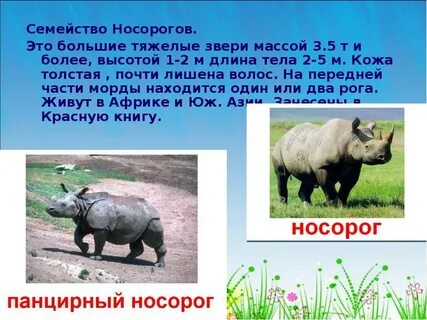 Носорог весит 4 кн какова его масса