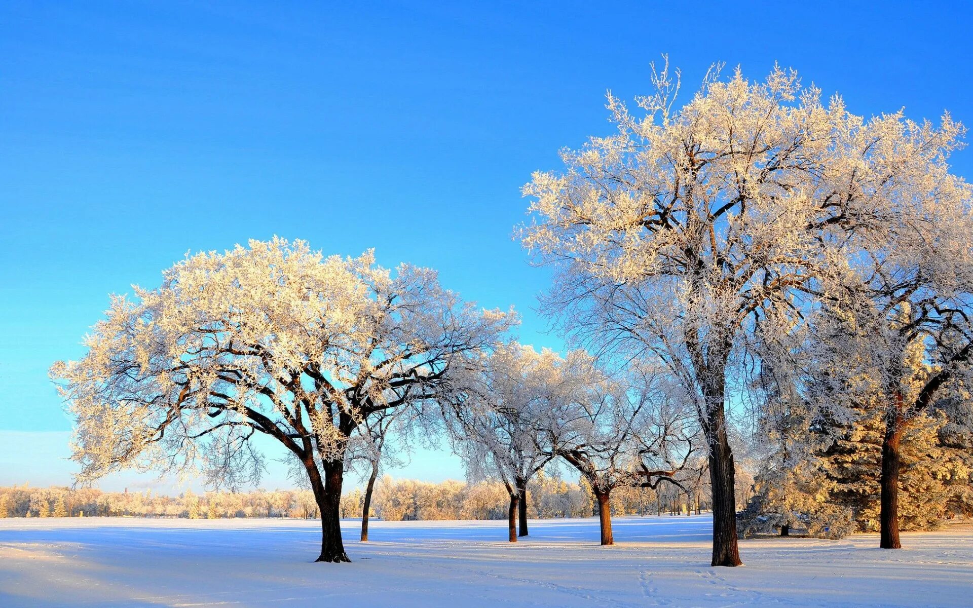 Зачем белые деревья. Зимнее дерево. Деревья в снегу. Красивое развесистое дерево зимой. Заснеженные деревья.