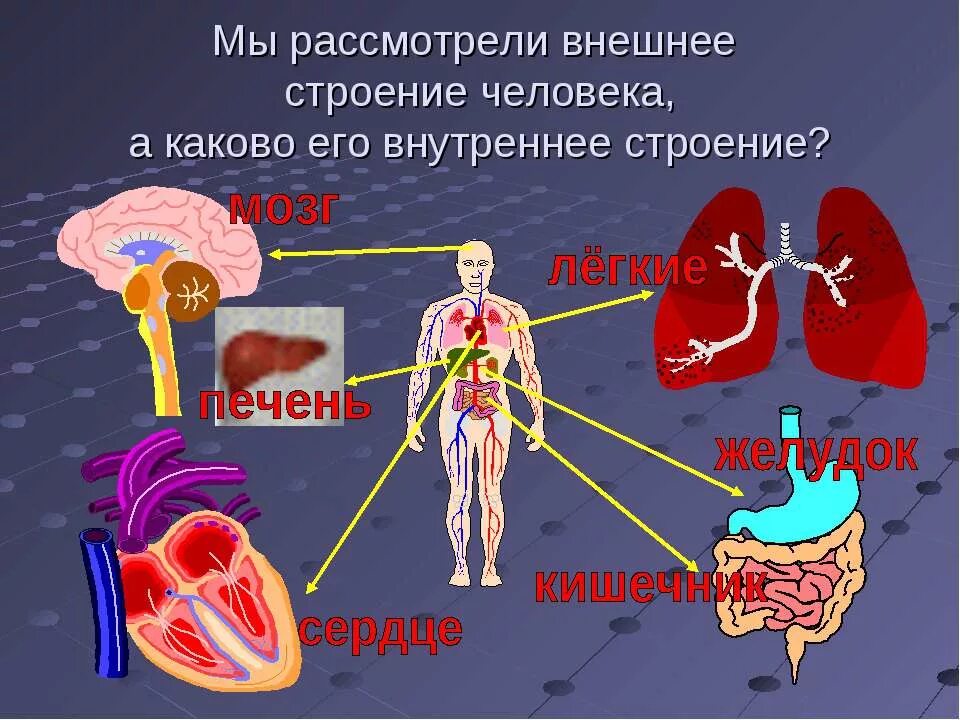 Комплексный организм состоящий из