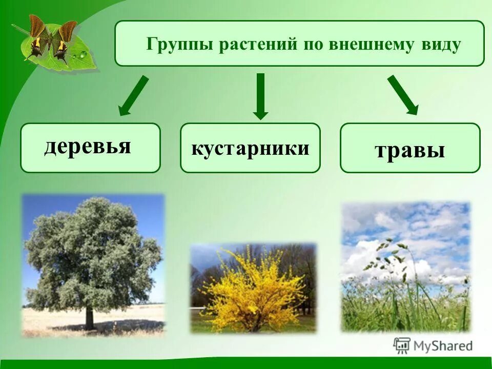 Три группы деревьев. Группы растений. Группы растений окружающий мир. Три группы растений. Группы растений 2 класс.