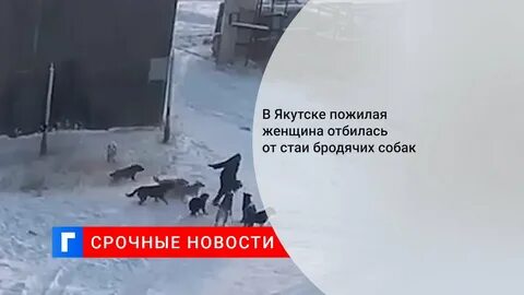 Собаки напали на женщину