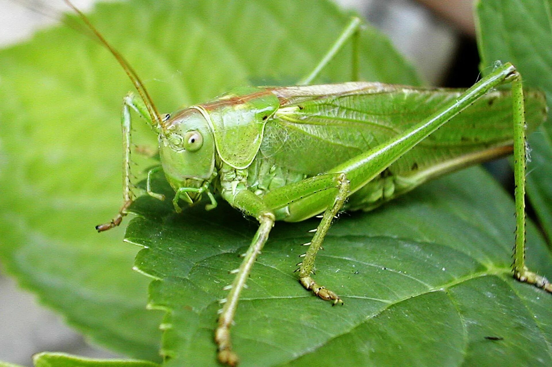 Почему кузнечик зеленый. Кузнечик. Сверчок зеленый Грузия. Crickets Chirping. Cricket insect.