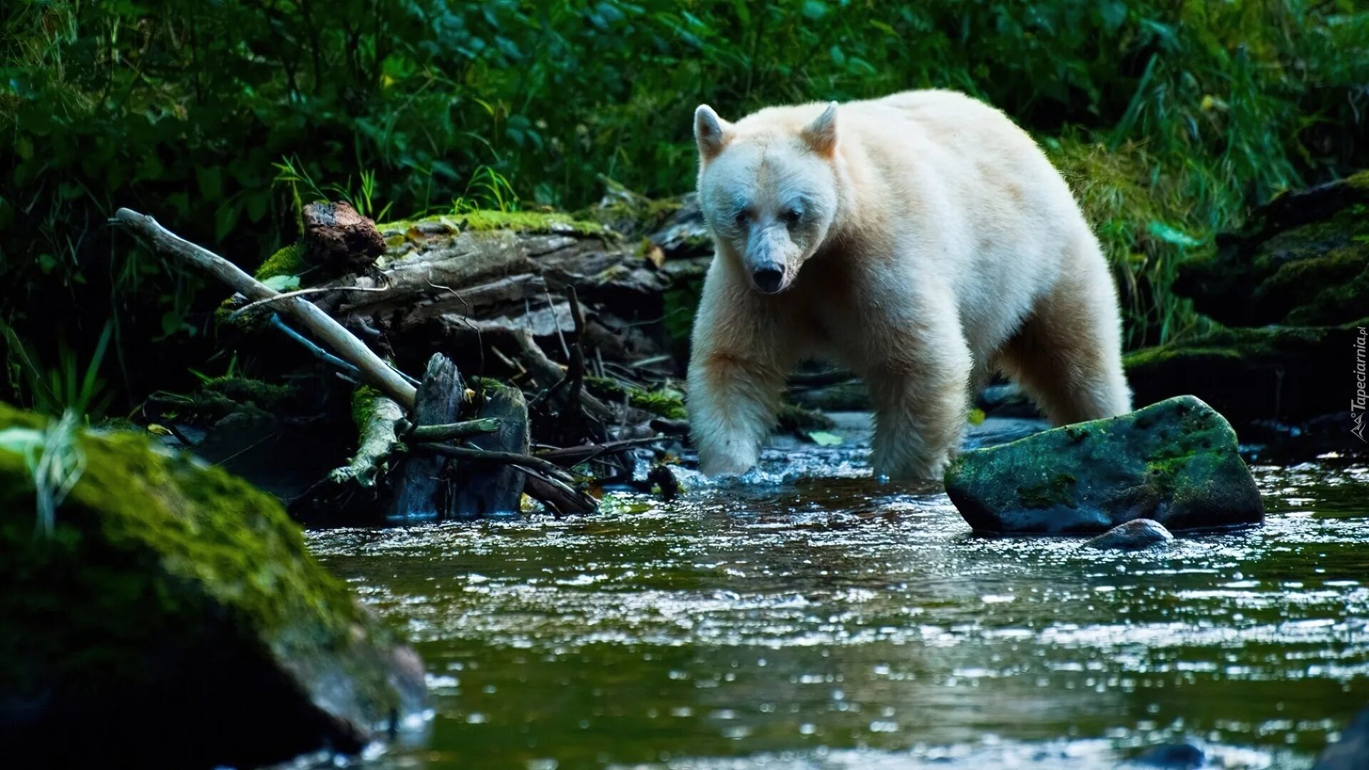 Дикая природа. Дикая природа Америки. Дикая природа России National Geographic. Дикая природа Аляски. Дикая природа англ