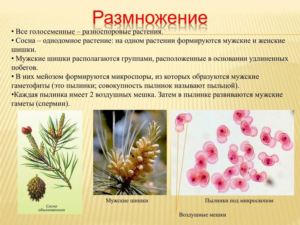 Размножение голосеменных схема. Сходства полового размножения голосеменных. Размножение голосеменных растений схема. Процесс размножения голосеменных растений. Размножение голосеменных растений схема.