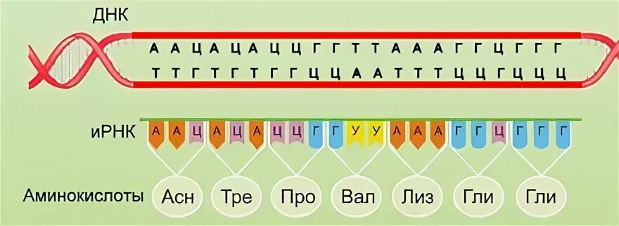 Матричная транскрибируемая цепь ДНК. Цепочки ДНК РНК ТРНК И ИРНК. Цепь ДНК информационная РНК И транспортной РНК. Транскрипция РНК транскрибируемая цепь.