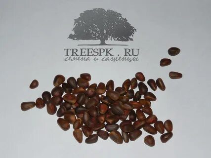 Сибирские семена