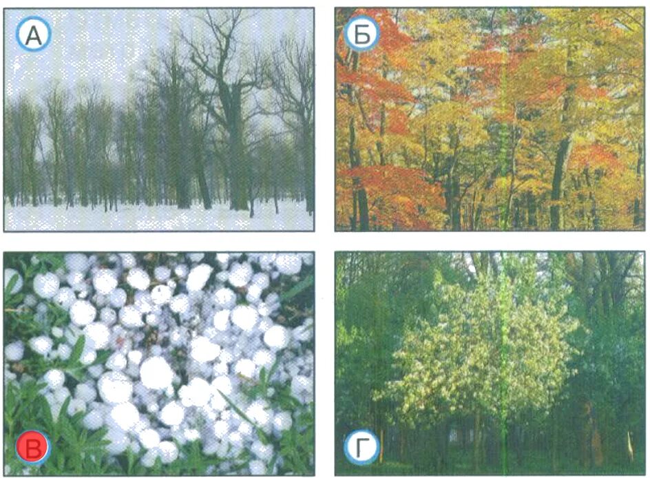 Тест природа сибири. Какие явления погоды изображены на фотографиях. Отметь какое явление изображено на картинке. Определи, какое явление изображено на картинке.. Какое явление изображено на картинке ниже?.
