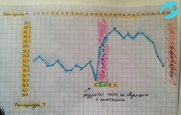 Как измеряется базальная температура для определения овуляции. Измерение базальной температуры для определения овуляции. Измерение ректальной температуры для определения овуляции. Измерение базальной температуры для определения овуляции график. Овуляции после 35