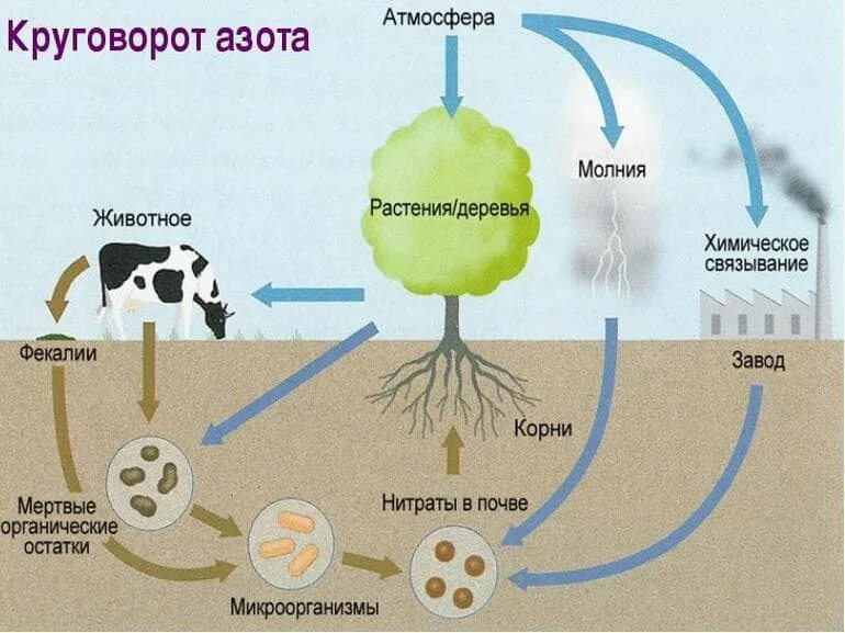 Что дает четыре свободный. Крговорот ахота в природе. Круговорот азота в природе схема. Ч, Хема круговорот азота в природе. Схема круговора ахота в природе.