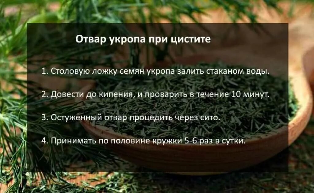 Укроп от кашля. Отвар укропа при цистите. Семена укропа при цистите. Семена укропа от цистита. Отвар из укропа при цистите.