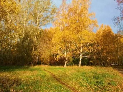 Осень золотая на землю пришла