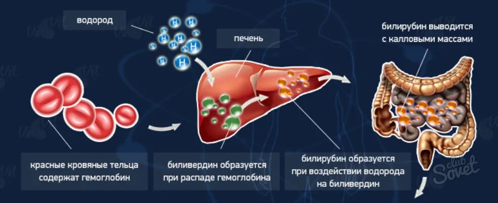 Билирубин. Повышение билирубина в крови. Билирубин в крови что это такое. Прямой билирубин повышен.