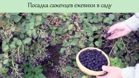 Ежевика какая почва