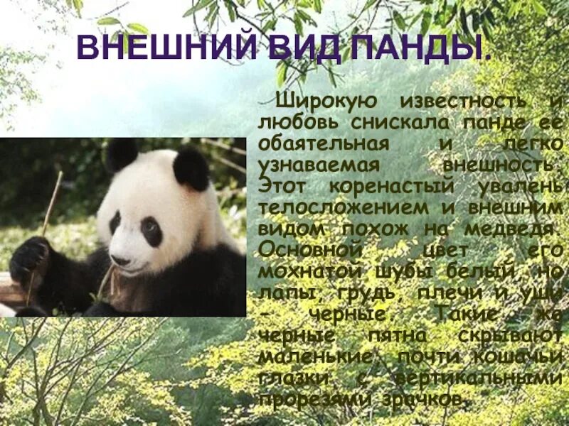 Большая панда 4 класс. Панда красная книга. доклад про панду. сообщение о большой панде. большая панда сообщение.