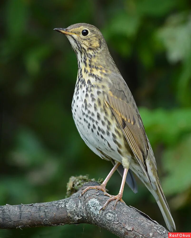 Светлогрудый дрозд. Дрозд обыкновенный. Дрозд певчий птица. Дрозд и певчий дрозд. Певчий дрозд фото птицы.