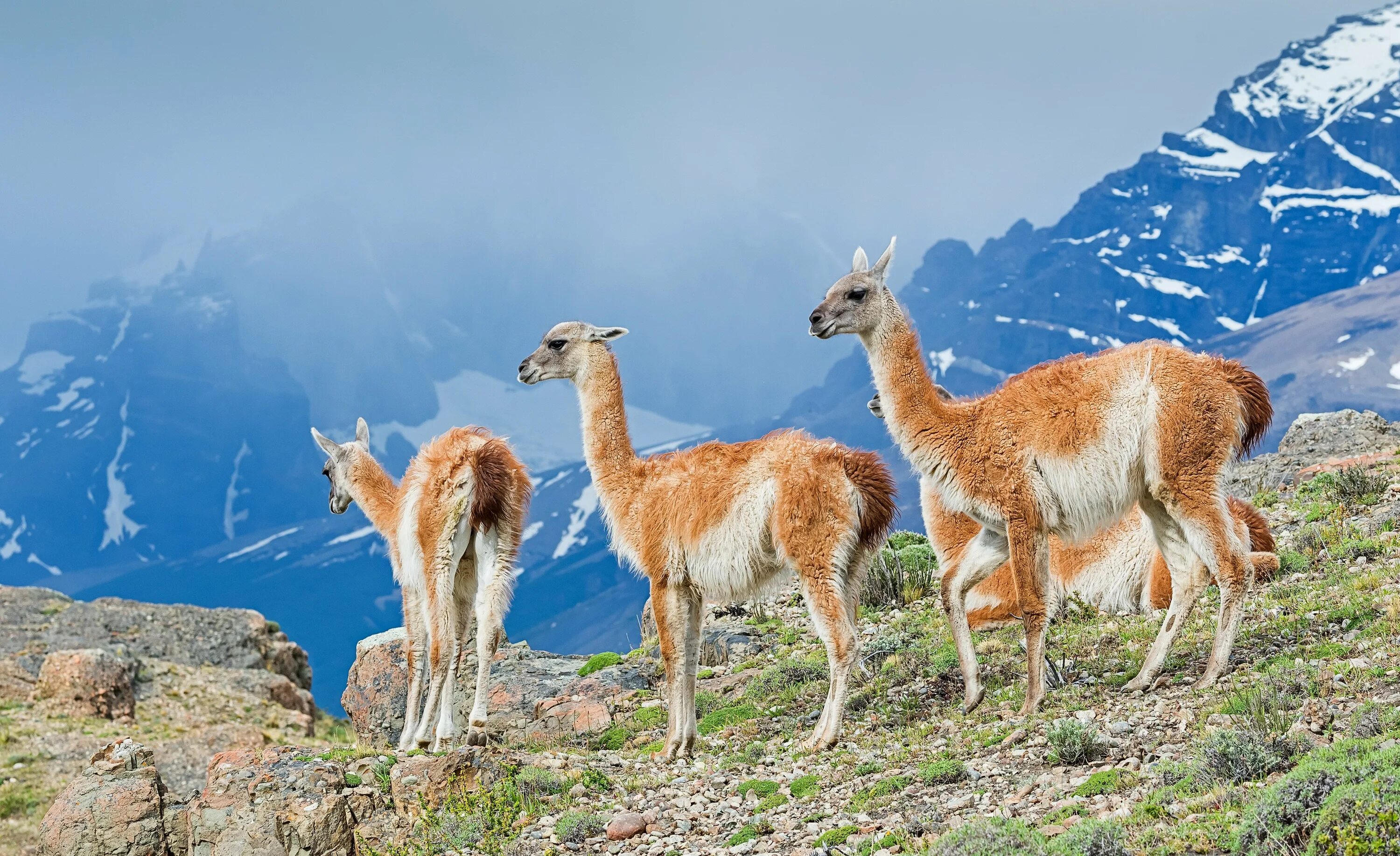 Animal latin. Лама гуанако. Гуанако Чили. Гуанако Аргентина. Лама альпака гуанако.