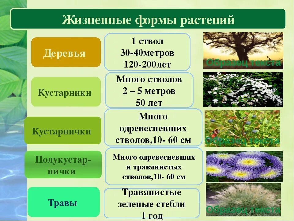 Жизненные формы растений 5 класс биология. Жизненные формы растений 6 класс биология. Биология 7 класс таблица жизненная форма растений. Дизненныеформ растений.