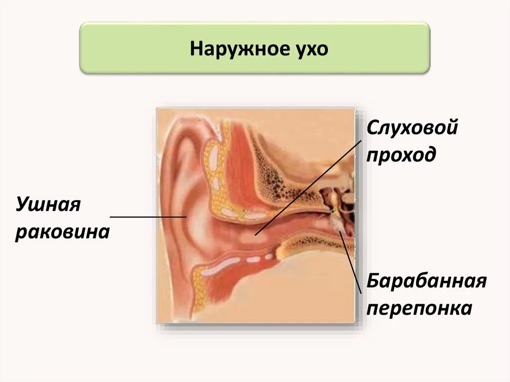 Строение наружного уха анатомия. Строение ушной раковины слуховые проходы. Наружное ухо (ушная раковина, наружный слуховой проход) строение. Строение уха наружный слуховой проход.