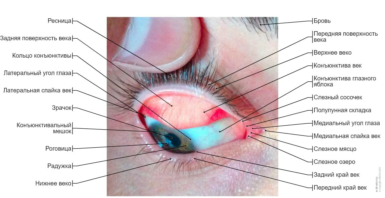 Строение глаза конъюнктива. Строение глаза человека конъюнктивальный мешок. Нижний конъюнктивальный мешок глаза. Нижний конъюнктивальный мешочек. Строение глаза человека конъюнктивальный мешок.