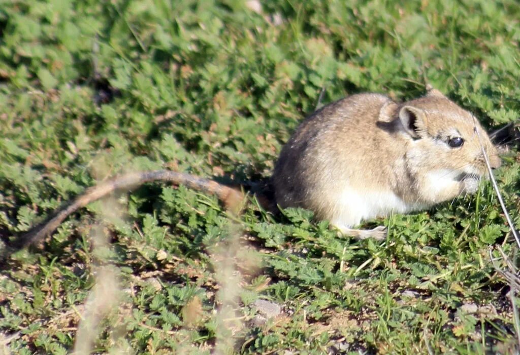 Костяные поля песчанка.  Тамарисковая Песчанка (Meriones tamariscinus). Краснохвостая Песчанка. Полуденная Песчанка Волгоградской области. Гребенчуковая Песчанка.