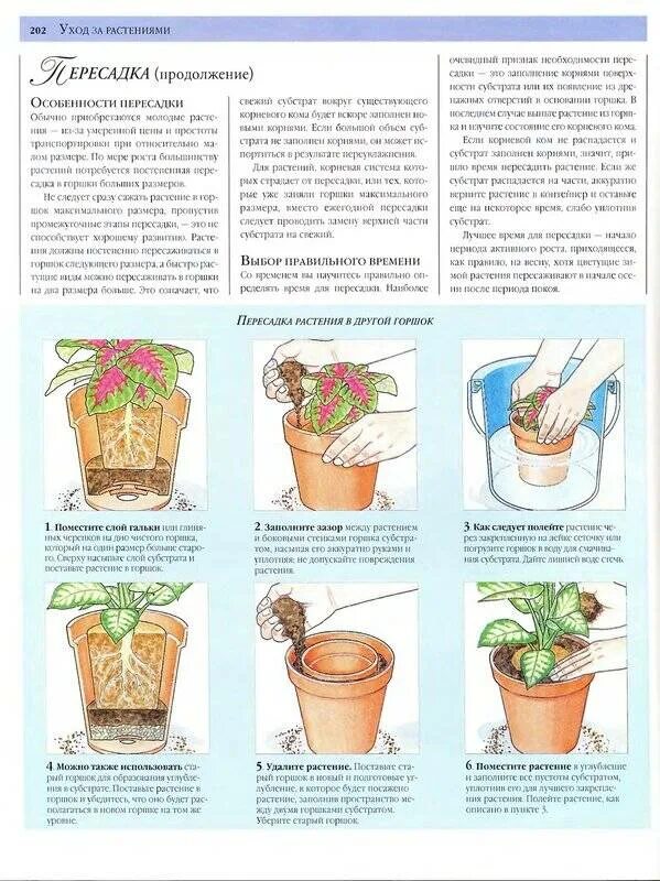 Как выбрать правильный горшок. Как правильно пересаживать цветы комнатные в горшках. Как посадить комнатное растение в горшок правильно. Горшок для пересадки растений. Посадка цветов в горшках комнатные.