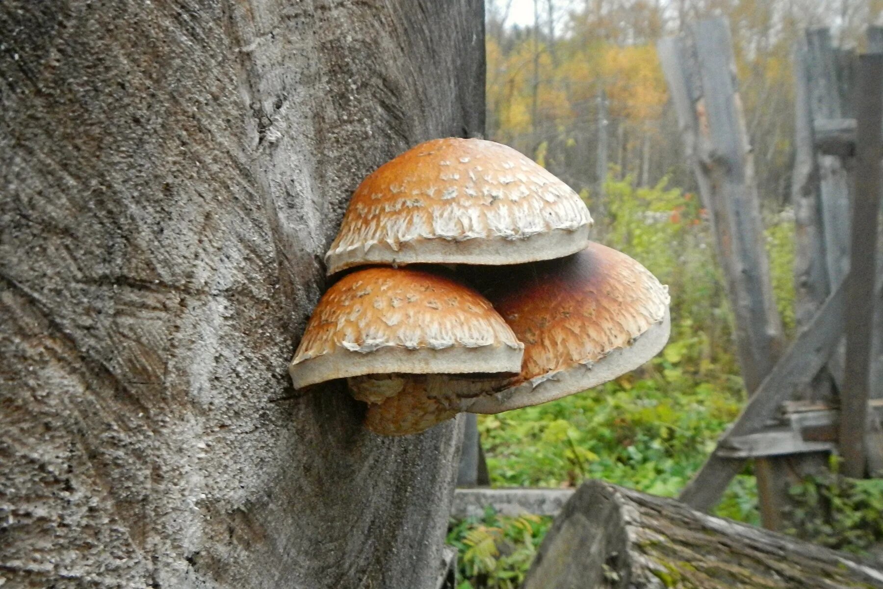 Чешуйчатка белогородчатая Pholiota albocrenulata. Чешуйчатка разрушающая. Грибные споры. Грибная спора. Спора грибов 7