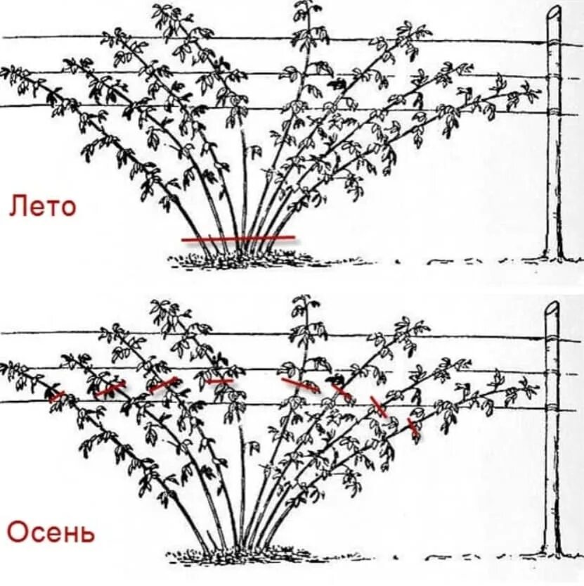 Схема обрезки ремонтантной малины осенью. Схема обрезки ремонтантной малины весной. Схема посадки ремонтантной малины. Схема обрезки ремонтантной малины.