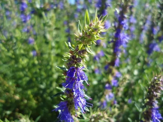 Иссоп. Иссоп лекарственный (Hyssopus officinalis) розовый. Иссоп лекарственный (белый). Иссоп лекарственный Альбус. Иссоп лекарственный противопоказания