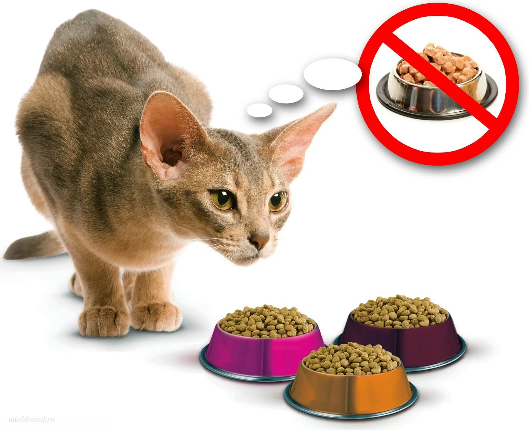 Порция для кота. Корм для кота. Еда для домашних животных. Еда для котов. Сухая еда для кошек.