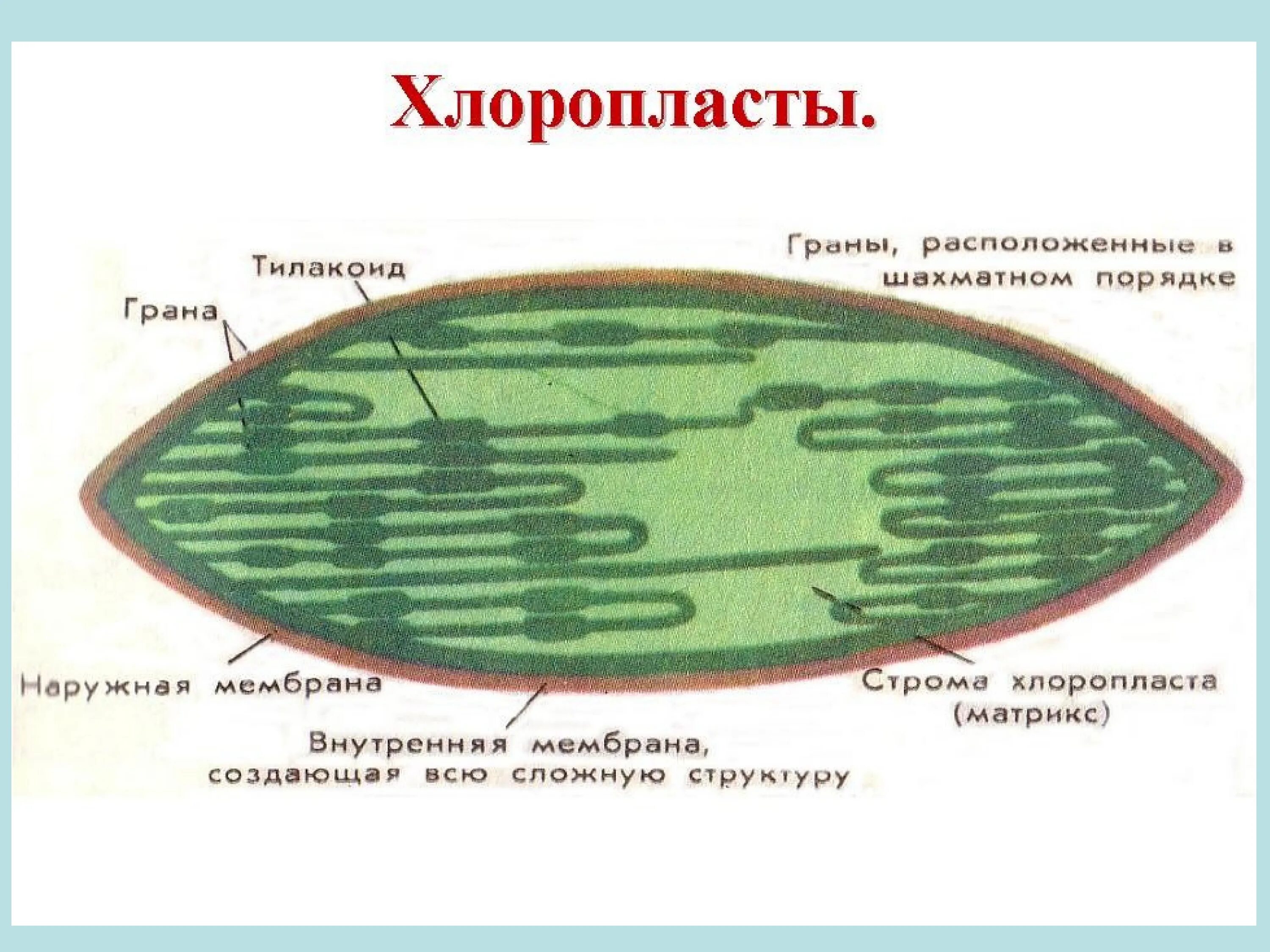 Есть ли хлоропласты. Строение хлоропласта 9 класс биология. Строма и Матрикс хлоропластов. Строма хлоропласта схема. Строение хлоропласта в биологии.