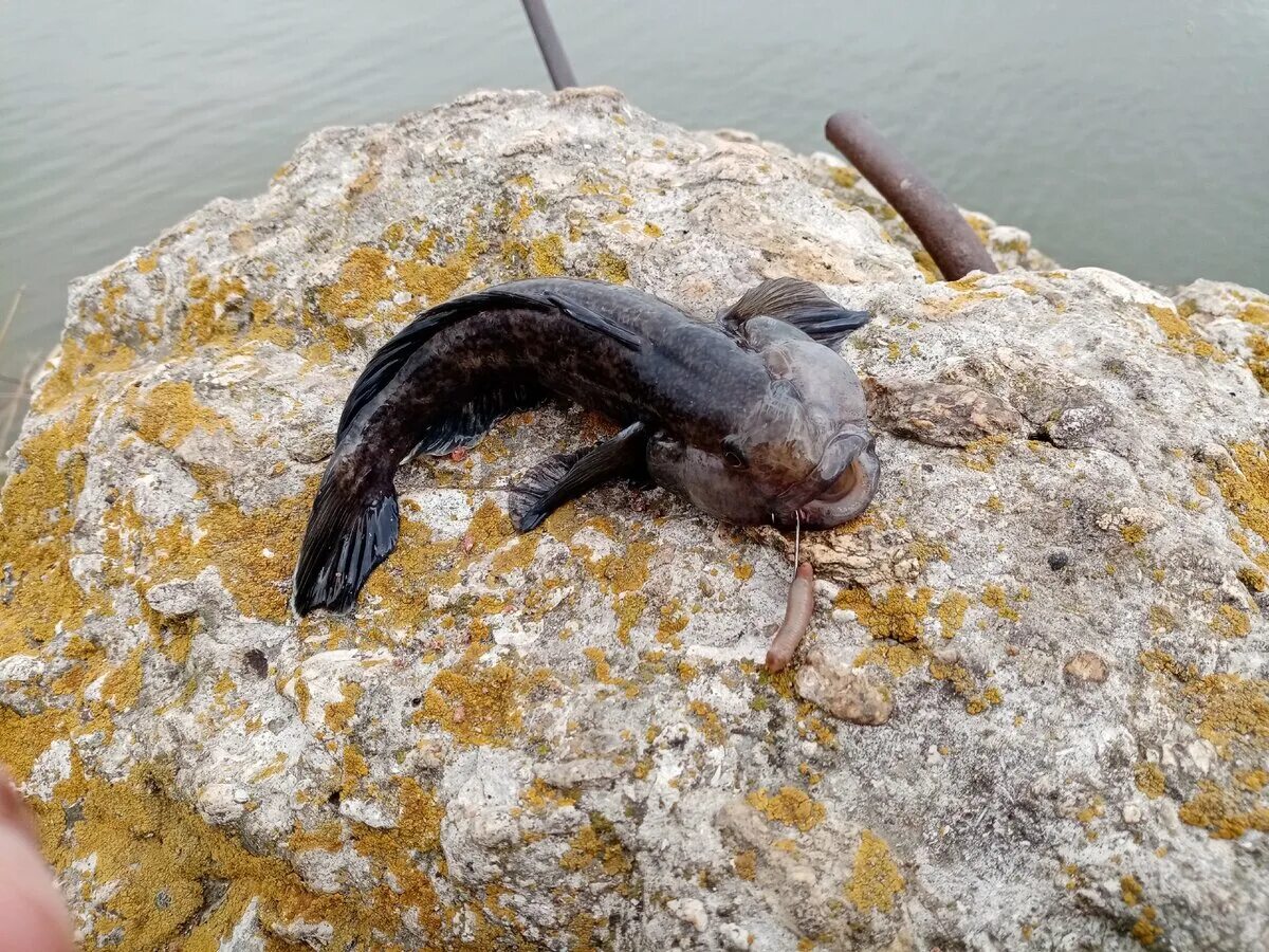 Бычок азовского моря. Бычок Черноморский мартовик. Бычок рыба морской Азовский. Бычок подкаменщик Черноморский. Бычок рыба Азовское море.