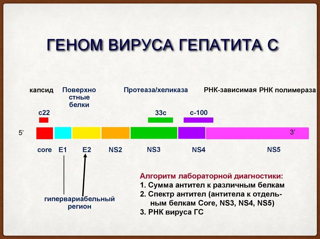 Белки гепатита с. Геном вируса гепатита с. Геном гепатита а. Гепатит с Core NS-Core ns3. Структура генома вируса гепатита.