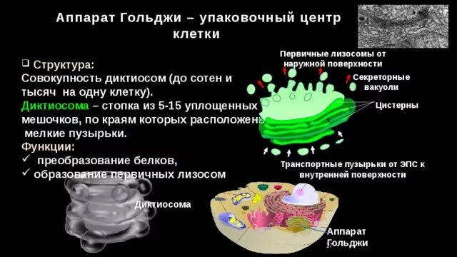 Диктиосома является структурной