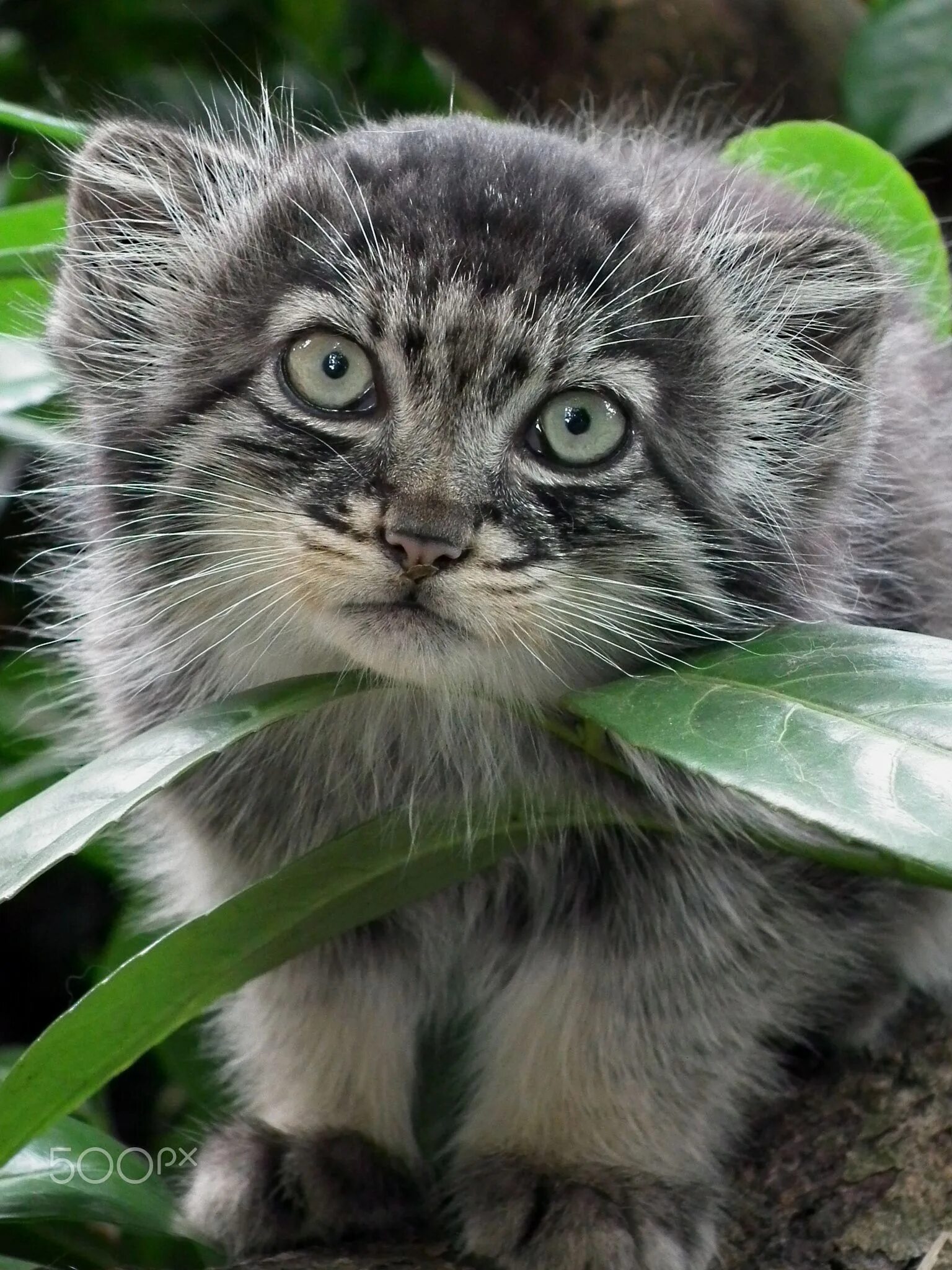 Дикий кот манул котята. Манул (палласов кот). Дикий кот манул котята. Манул (палласов кот). Тибетский манул.