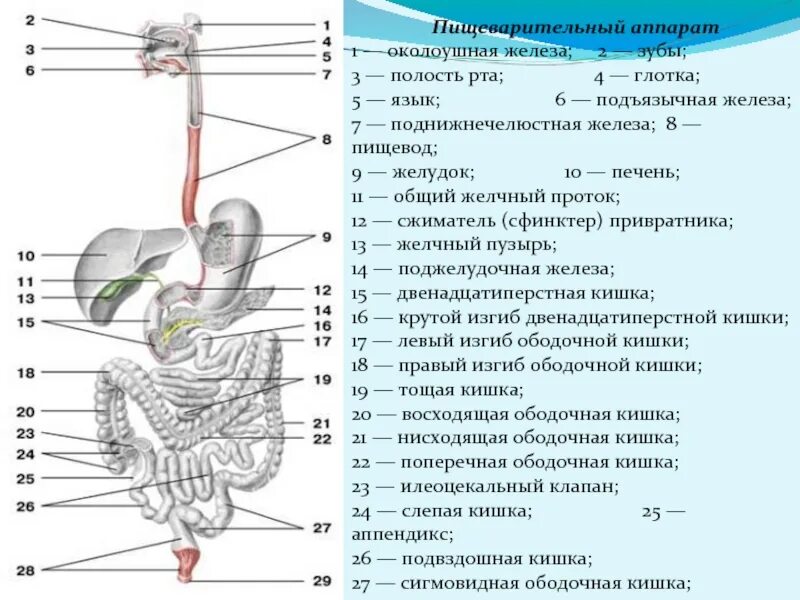 Желудок тест 8 класс. Строение органов пищеварительной системы. Схема пищеварительной системы человека 8 класс биология. Анатомическое строение пищеварительной системы человека. Строение пищеварительной системы человека 8 класс.